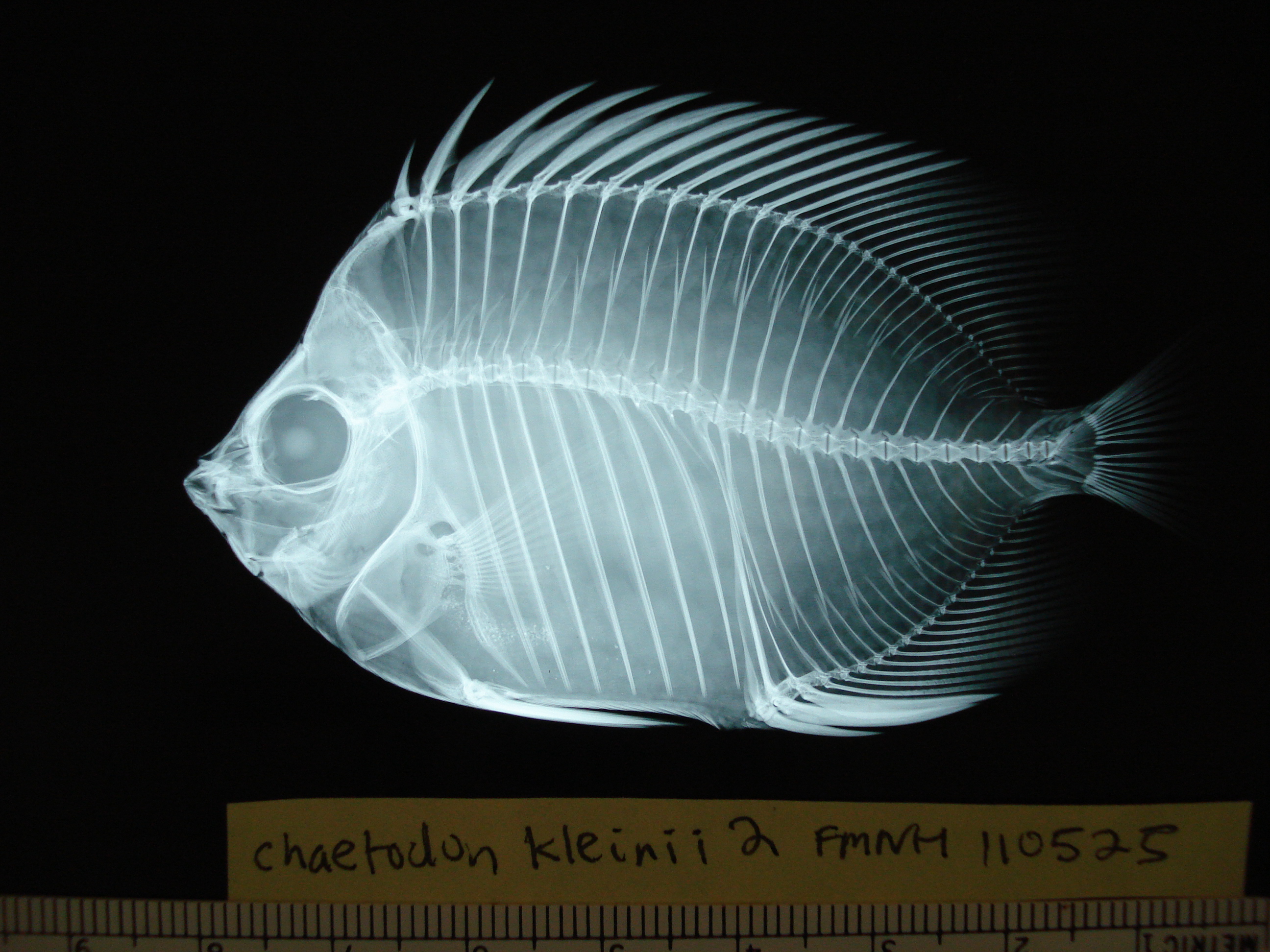 x-ray (c) Field Museum of Natural History - CC BY-NC 4.0